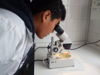 Muestras de laboratorio