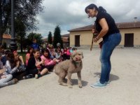 Héroes de 4 patas (C.N.P.)